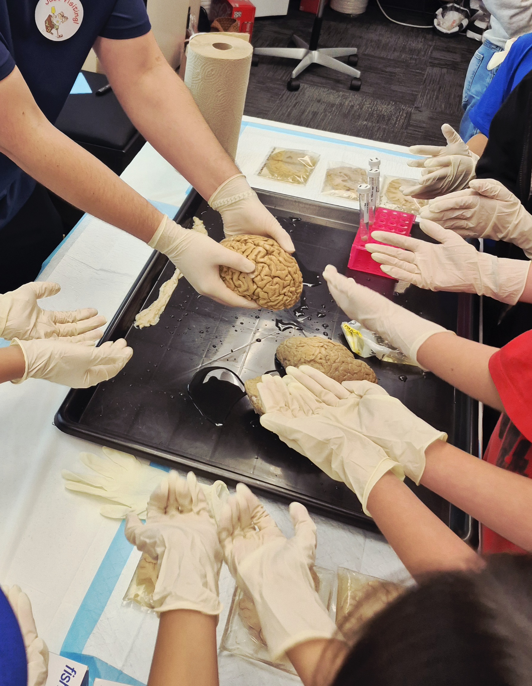 Brain samples with students' hands out